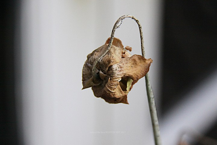 1053277_559663417413673_1806466491_o